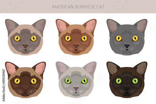 Foto American Burmese Cat clipart