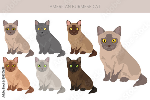 Foto American Burmese Cat clipart