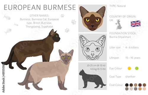 Foto European Burmese Cat clipart