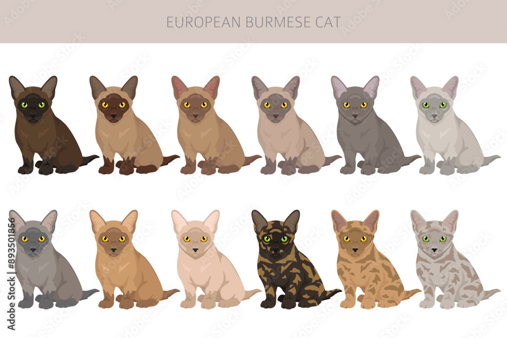 Fototapeta premium European Burmese Cat clipart. All coat colors set. All cat breeds characteristics infographic. Vector illustration