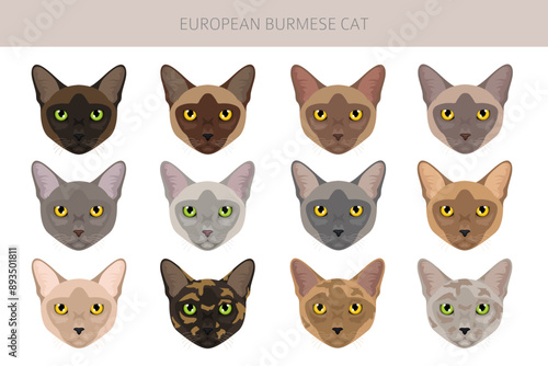 Schilderij op canvas European Burmese Cat clipart