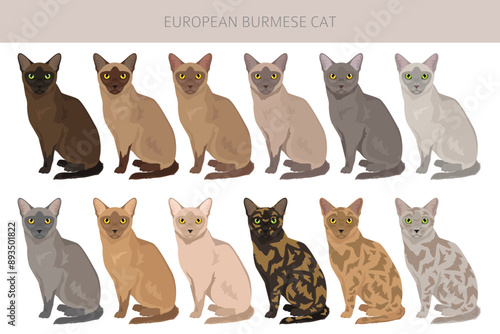Schilderij op canvas European Burmese Cat clipart