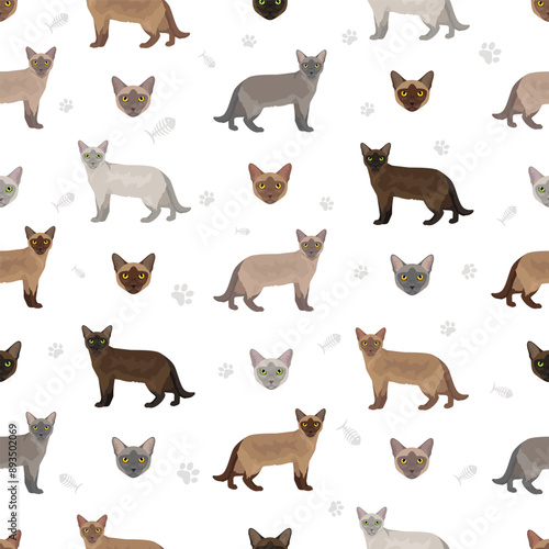 Schilderij op canvas European Burmese Cat seamless pattern