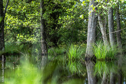 stream in the forest