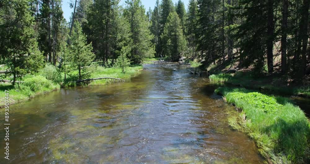 Firehole River and green trees in Yellowstone National Park in summer Firehole River and green trees in Yellowstone National Park in summer