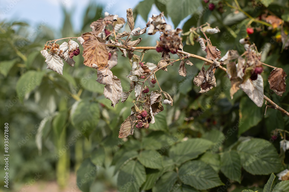 Dry plants from drought in the garden. The dried bushes of a raspberry, on sunny day. The plant withered from lack of water. The concept of global warming and strong heat.