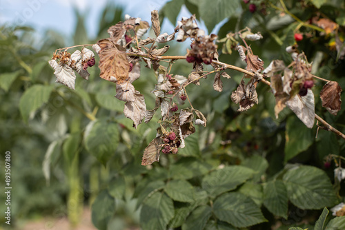 Obraz na płótnie Dry plants from drought in the garden. The dried bushes of a raspberry, on sunny day. The plant withered from lack of water. The concept of global warming and strong heat. w salonie