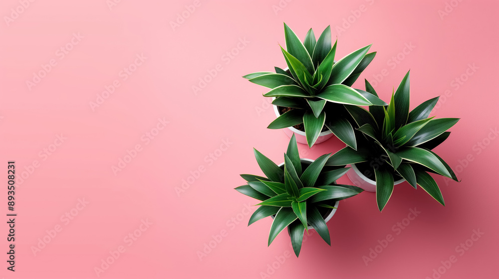 Three green plants in white pots, arranged neatly against a pink background, showcasing minimalist and fresh decor. Three green plants in white pots, arranged neatly against a pink background, showcasing minimalist and fresh decor.