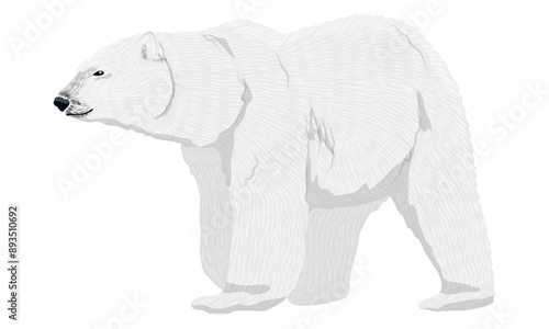 Adult polar bears. Wild animals of the Arctic and the Arctic Circle. Realistic vector animal