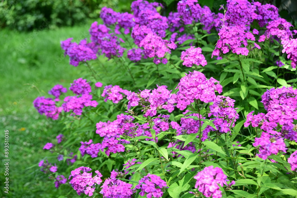 Phlox paniculata (Garden phlox) in bloom during summer. bright pink violet flowers in a flower bed Phlox paniculata (Garden phlox) in bloom during summer. bright pink violet flowers in a flower bed