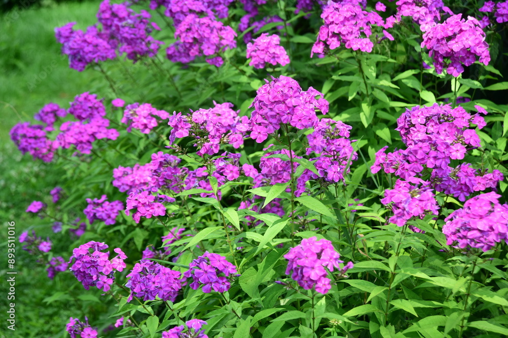Phlox paniculata (Garden phlox) in bloom during summer. bright pink violet flowers in a flower bed Phlox paniculata (Garden phlox) in bloom during summer. bright pink violet flowers in a flower bed