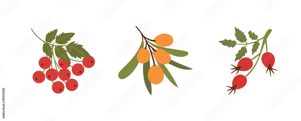 Set of branches of sea buckthorn, rowan, rosehip. vector of leaves with Wild berries. icons Set of branches of sea buckthorn, rowan, rosehip. vector of leaves with Wild berries. icons