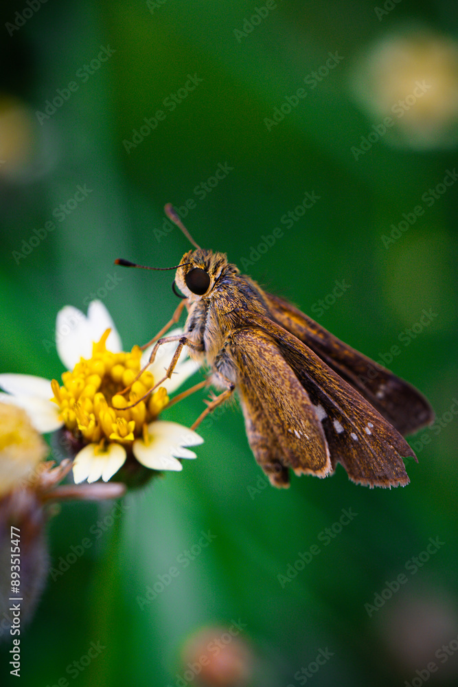 Grass Hopper Extrem Macro Photography Grass Hopper Extrem Macro Photography