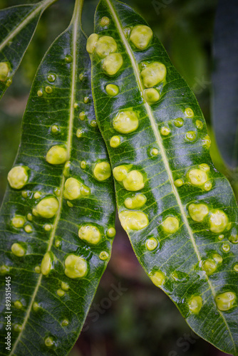 Animal, Leaves with gall mite Eriophyes tiliae. A close-up photograph of a leaf affected by galls of Eriophyes photo