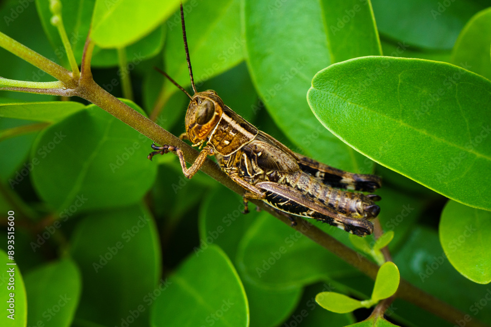 Grass Hopper Extrem Macro Photography Grass Hopper Extrem Macro Photography