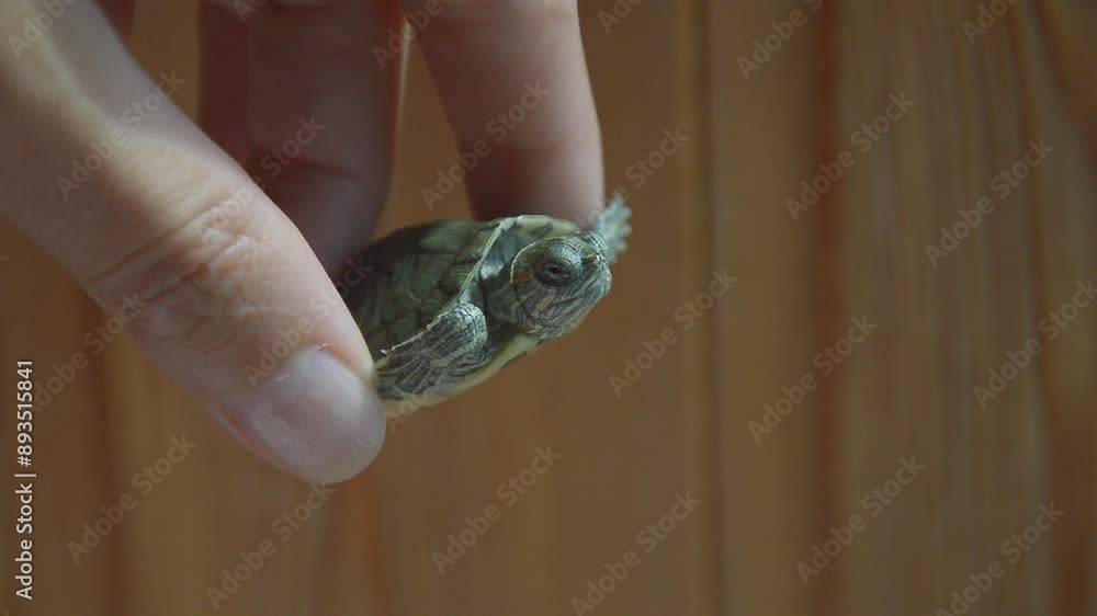 red-eared, yellow-eared freshwater turtle, wildlife, pet. background for the design. reptile. red-eared, yellow-eared freshwater turtle, wildlife, pet. background for the design. reptile.