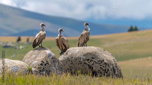 Six vultures rest on rocks in a grassy meadow with yellow wildflowers