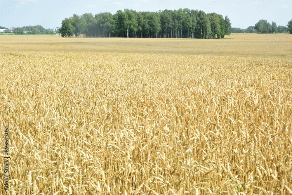 Ear of wheat during summer. Golden Wheat field in sunny day Ear of wheat during summer. Golden Wheat field in sunny day