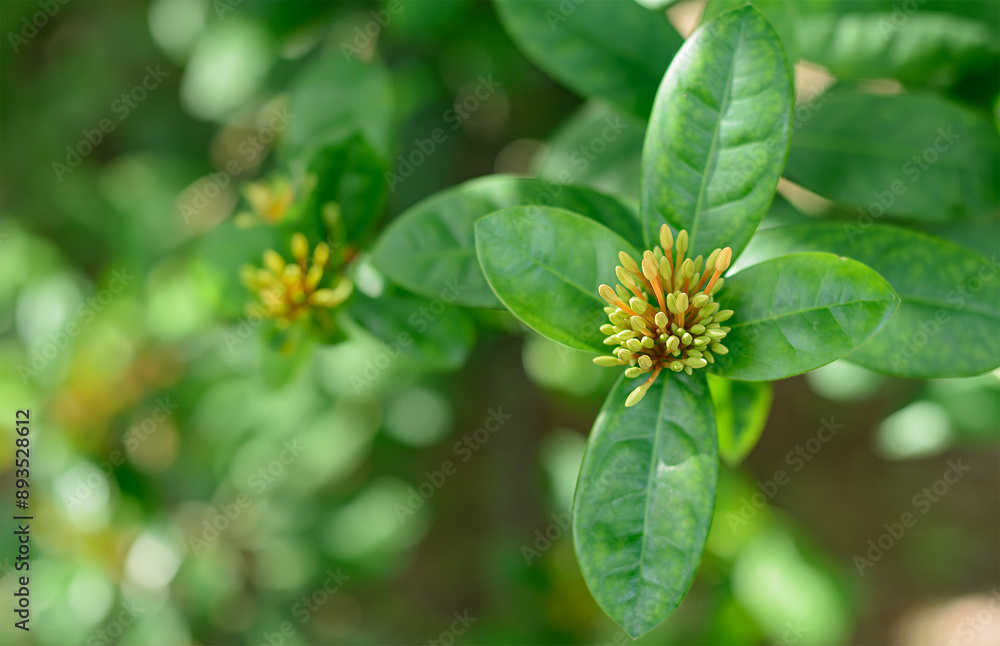 Tiny Ixora Awaiting Bloom on Green Leaves Tiny Ixora Awaiting Bloom on Green Leaves