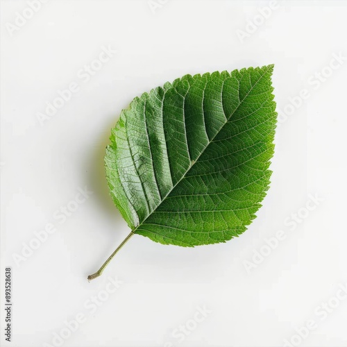 A green leaf on a white background photo