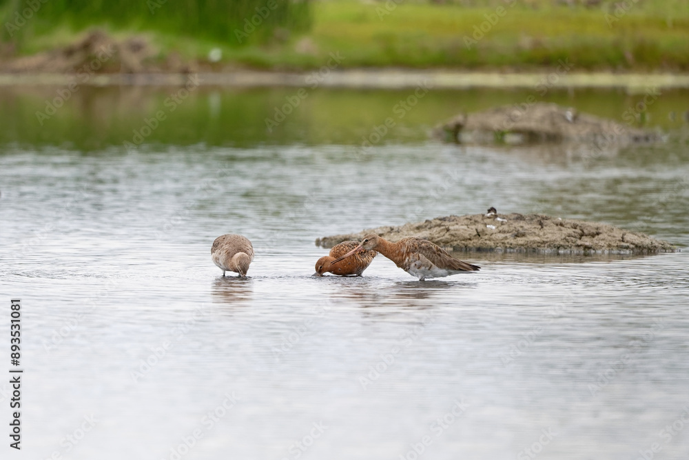 Fototapeta premium Barge à queue noire - Limosa limosa - oiseaux limicoles - scolopacidés 