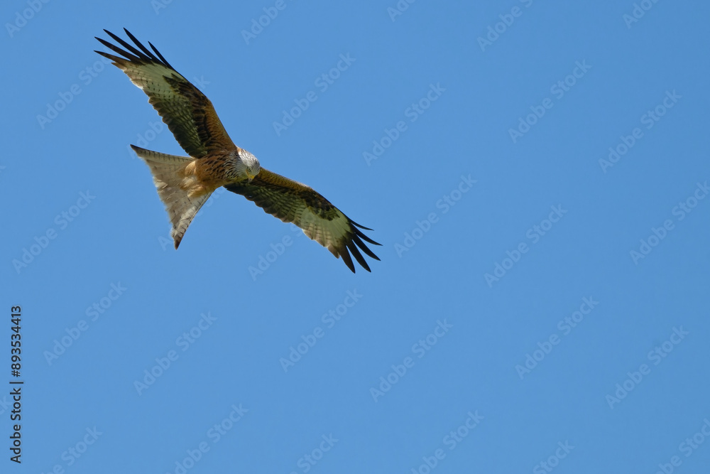 Milan royal - Milvus milvus - rapaces Milan royal - Milvus milvus - rapaces