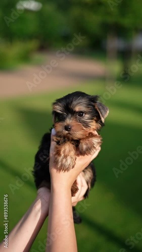 Yorkshire Terrier Puppy Sitting on Green Grass. Fluffy, cute dog Looks at the Camera. Domestic pets. Vertical video