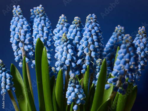 Muscari or grape hyacinth over blue background