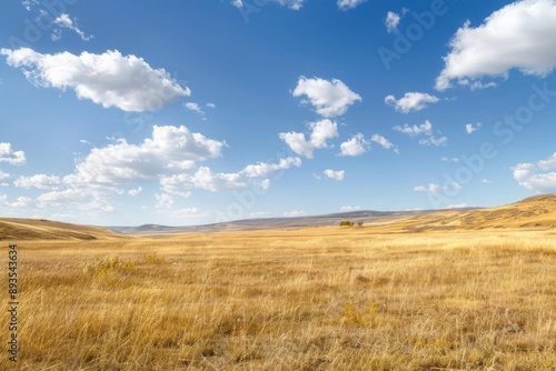 Dry Grass Field Landscape with Sunny Sky and Clouds. Nature Environment Outdoors View