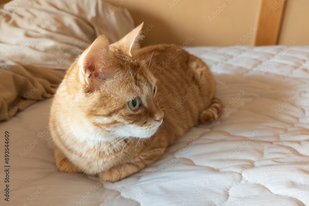 ベッドでくつろぐ茶トラ猫 ベッドでくつろぐ茶トラ猫
