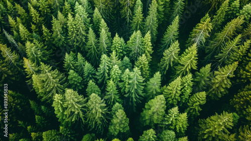 Wallpaper Mural Aerial View of Evergreen Forest Canopy .. Torontodigital.ca