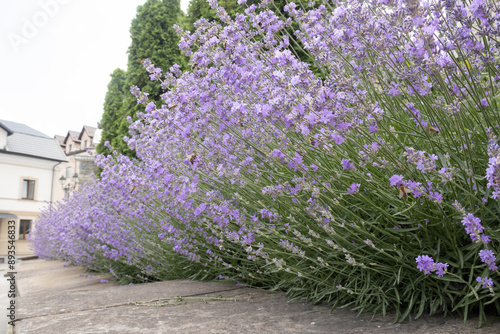 A row of lavender with bees on it 