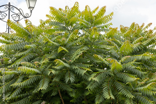 A lot of leaves of the staghorn sumac