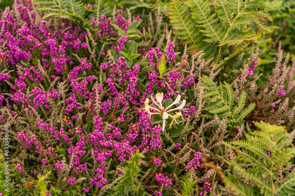Views around South Stack lighthouse with the heather blooming Views around South Stack lighthouse with the heather blooming