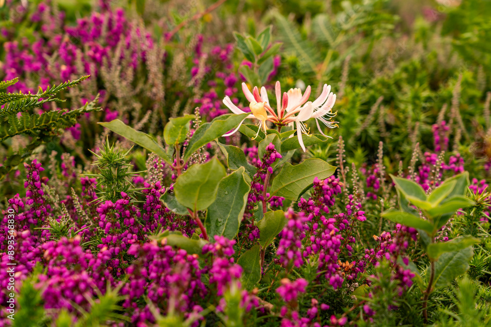 Obraz premium Views around South Stack lighthouse with the heather blooming