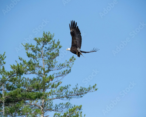 Eagle Portrait. Blue sky bald eagle