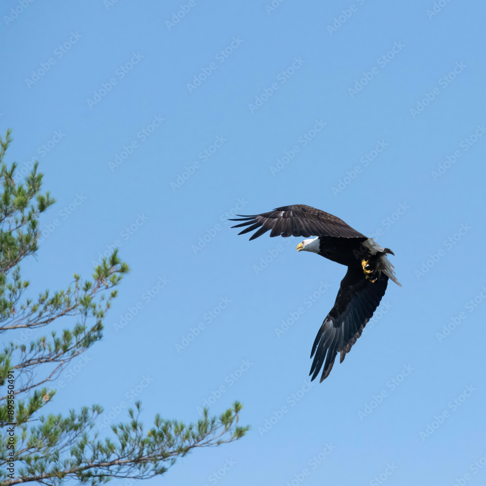 Obraz premium Eagle Portrait. Blue sky bald eagle