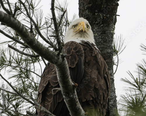 Eagle perched in large tree with green leaves.