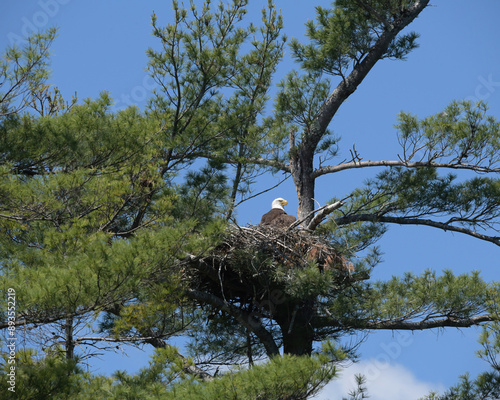 Eagles nest with eagle