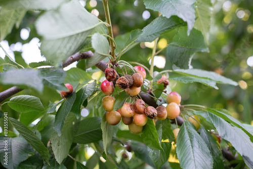 фотографія Rotten spoiled berry or fruit