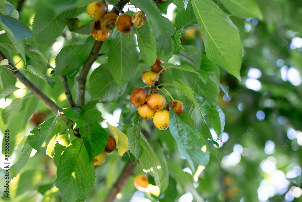 Rotten spoiled berry or fruit. Mold sweet cherries on tree in fruit garden. Spoiled berry. Diseases of trees. Gardening problems.