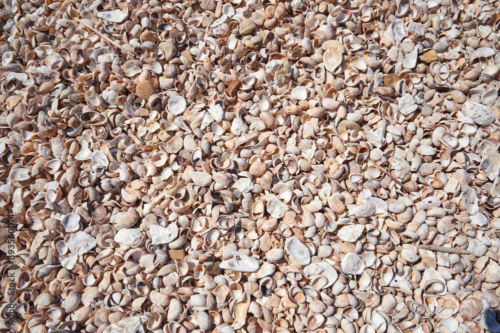 Atlantic beach shell texture in close i-up for background Atlantic beach shell texture in close i-up for background