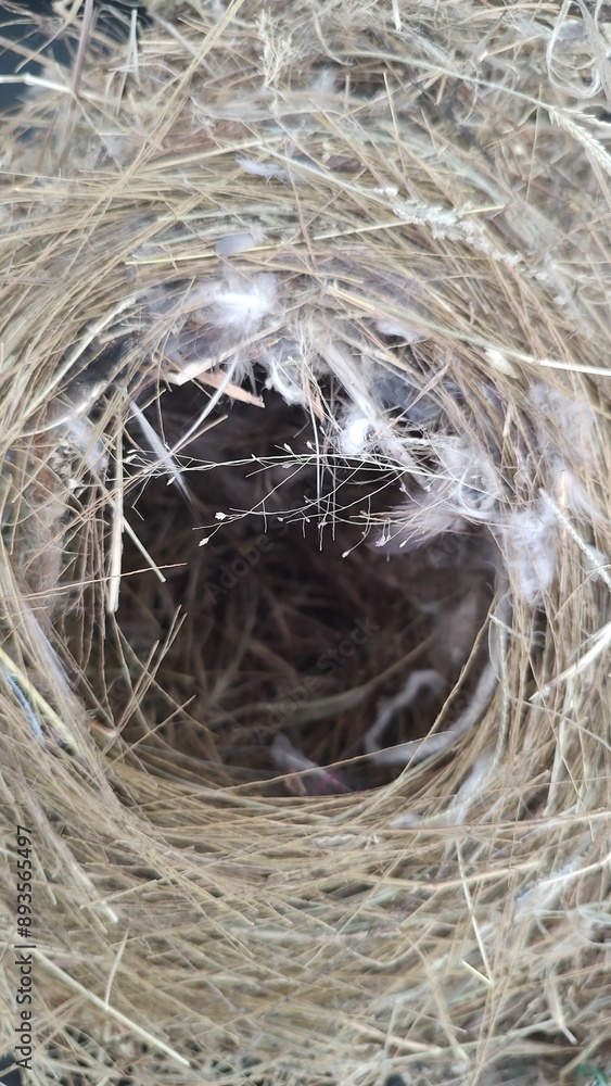 Sparrow Bird nest Close Up 2