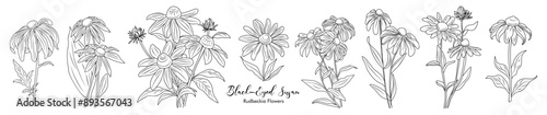 Set Black-eyed Susan flowers with leaves and buds line art vector botanical illustrations on transparent background. Contour Rudbeckia flower design for logo, tattoo, wall art, branding, packaging. photo