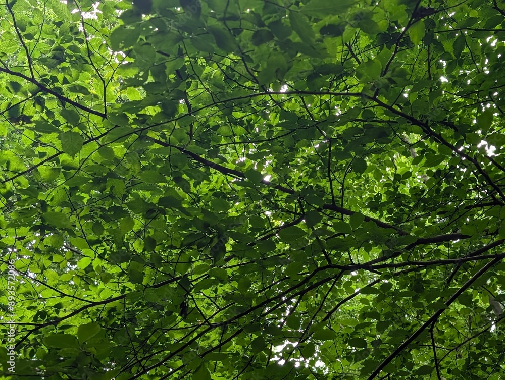 A view of the leaf canopy in a British woodland A view of the leaf canopy in a British woodland