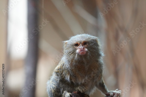 Pygmy marmoset photo