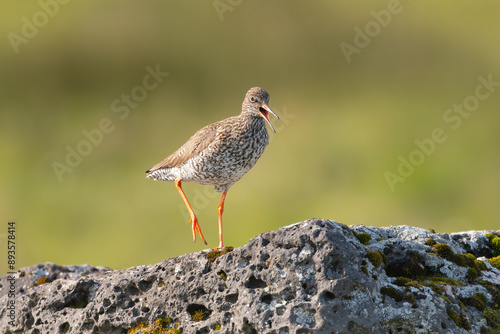 Common redshank or redshank - Tringa totanus in breeding plumage on rock at green background.. Photo from Snaefellsnes Penisula in Iceland. 