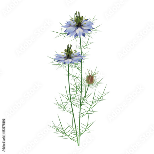 Nigella damask - Black cumin (lat. Nigella damascena) blue flowers with leaves, stems and seed pod - decorative, medicinal, spice plant. Realistic vector close-up drawing isolated on white background.