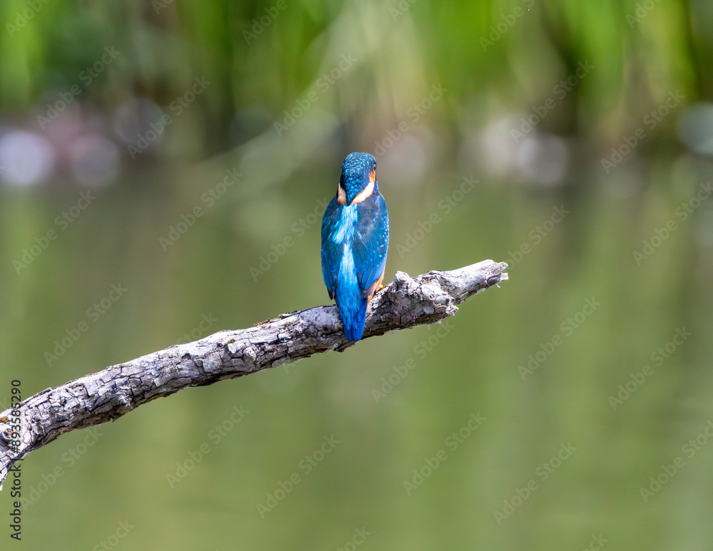 Fototapeta premium Male kingfisher perched on a branch