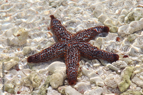 starfish on the beach in Florida Keys